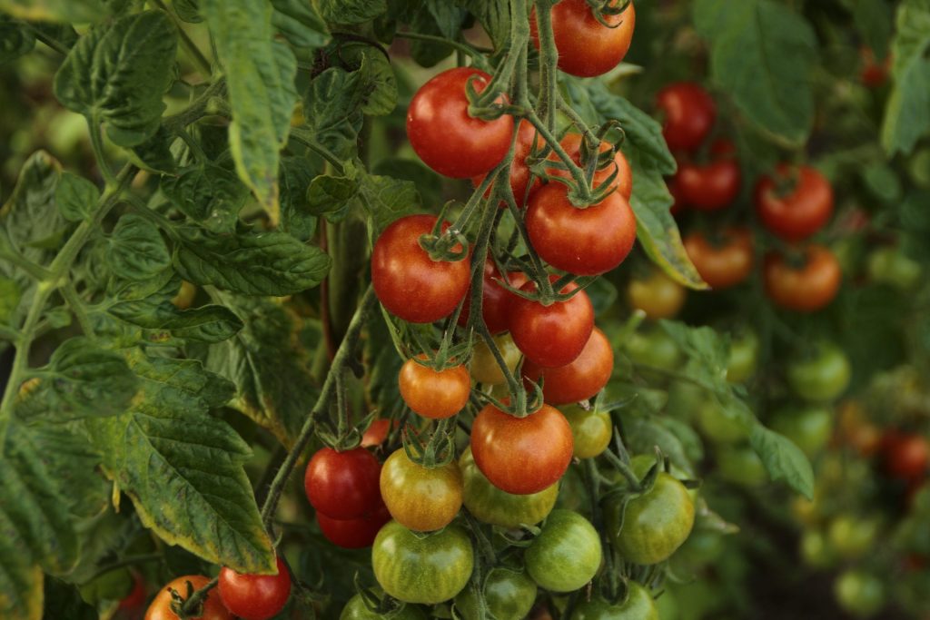 tomato