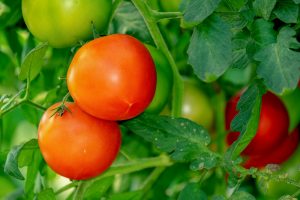 tomato spotted wilt virus