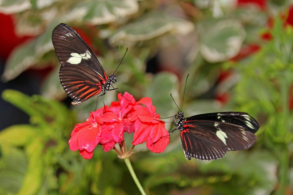 pollinator