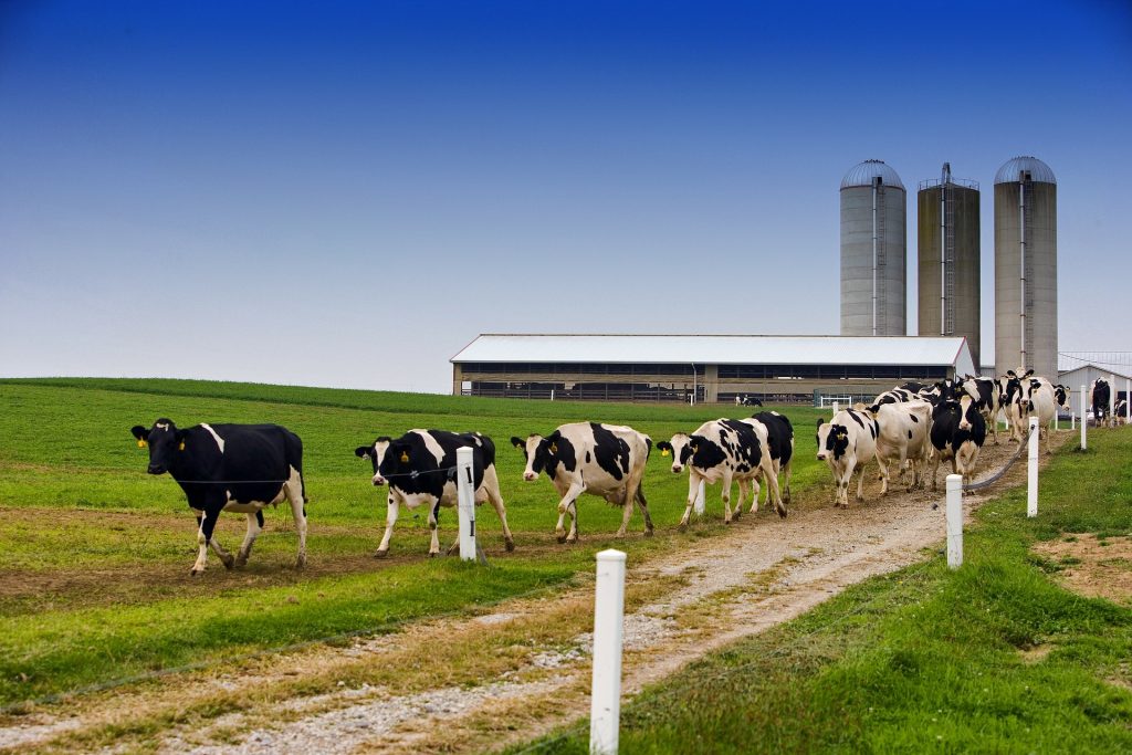 dairy