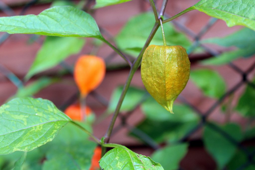 tomatillos