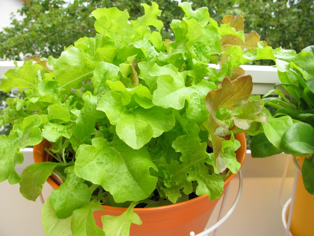 plant