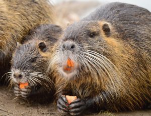 nutria eradication