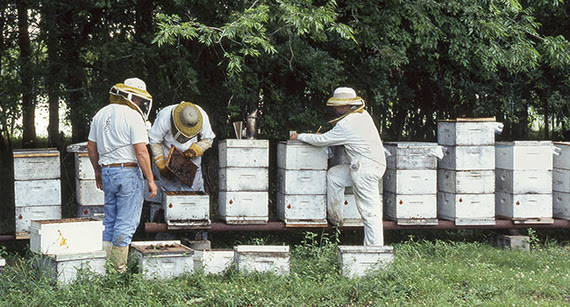 honey bee