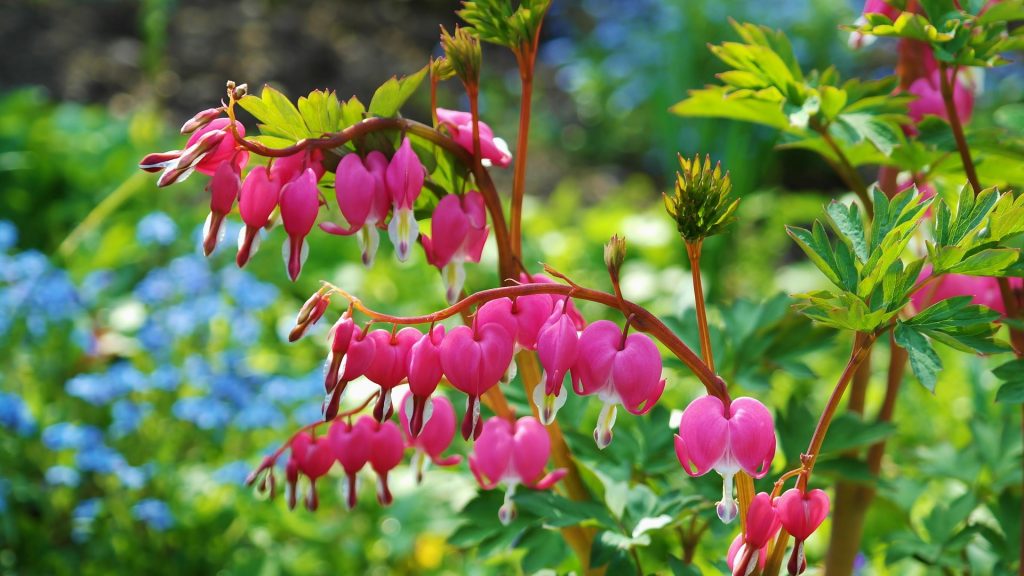 bleeding heart plant
