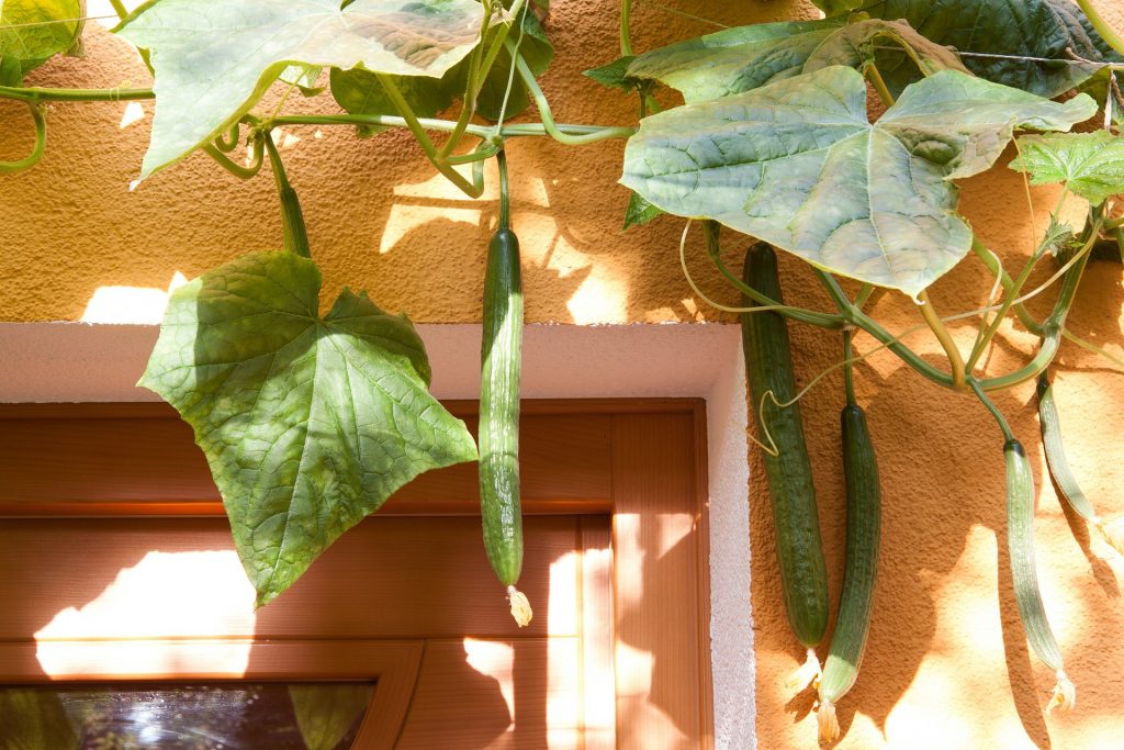 climbing vegetables