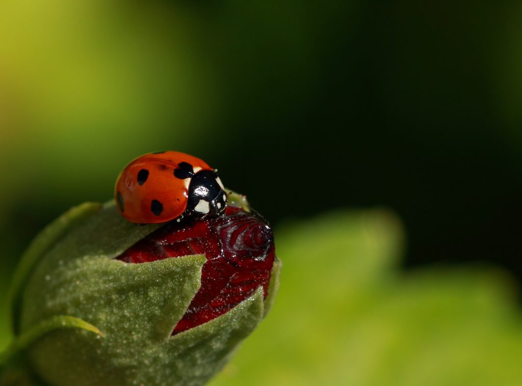 ladybugs