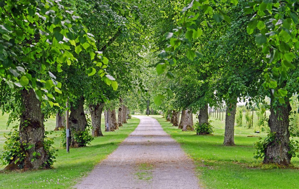 trees