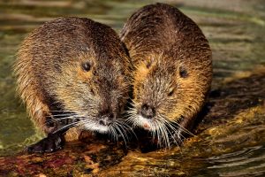 nutria threat