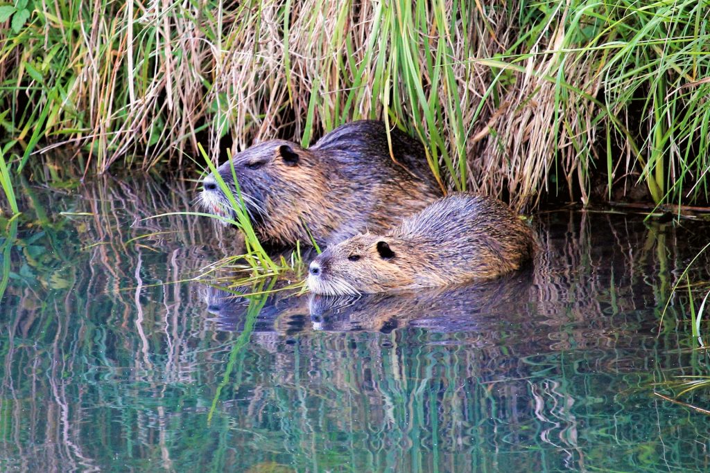 California nutria