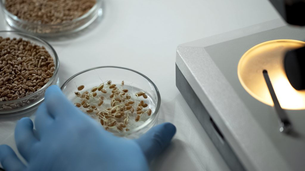seed development