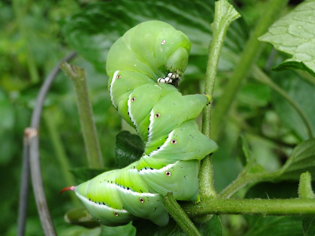 identify