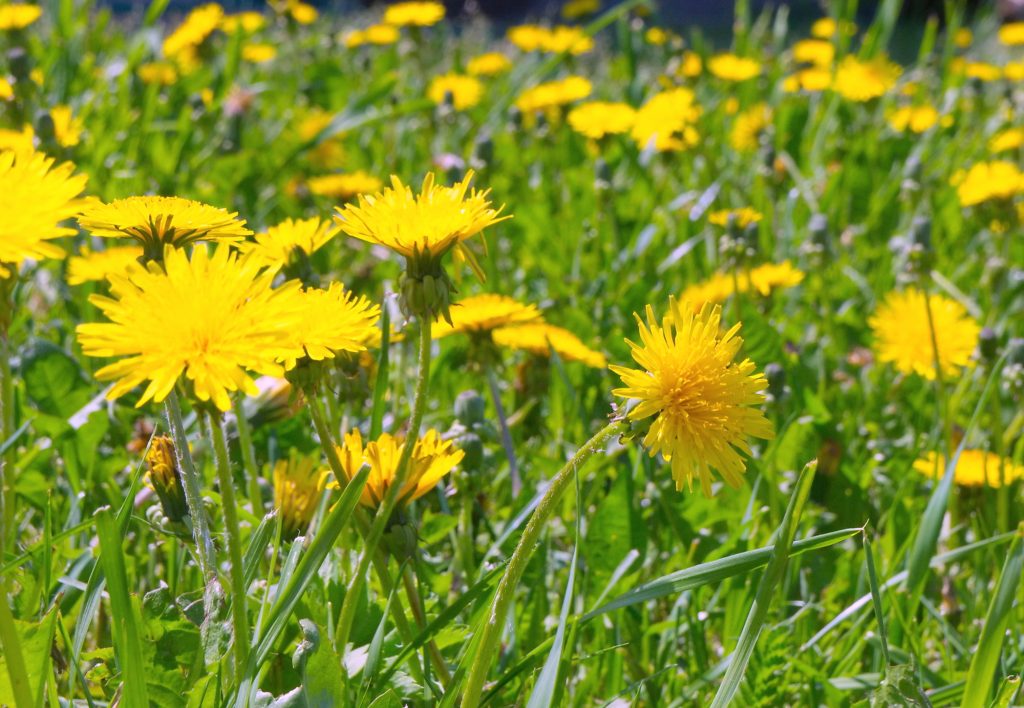 weeds