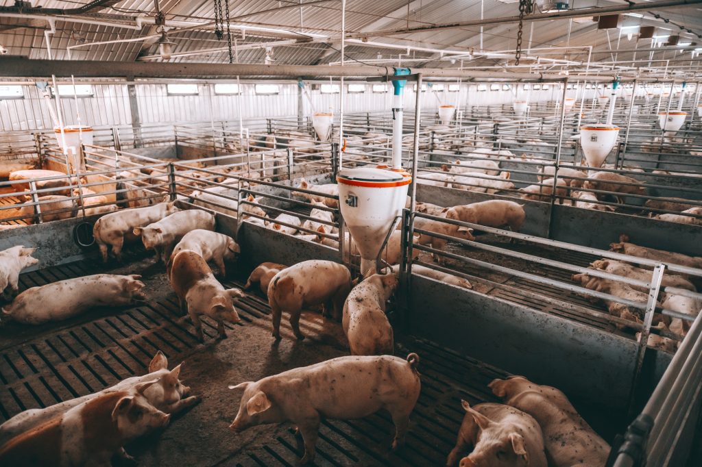 african swine fever