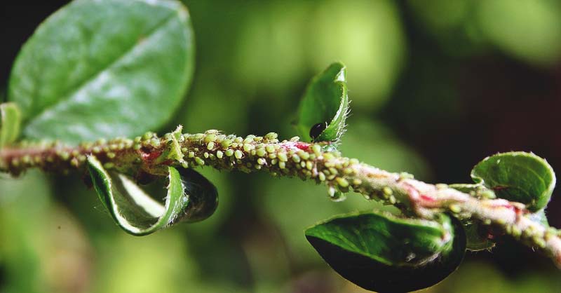 identify