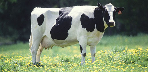 animal genomics