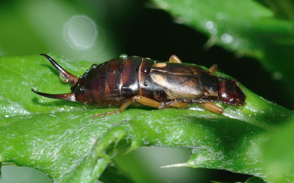 bug