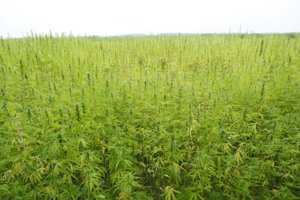hemp