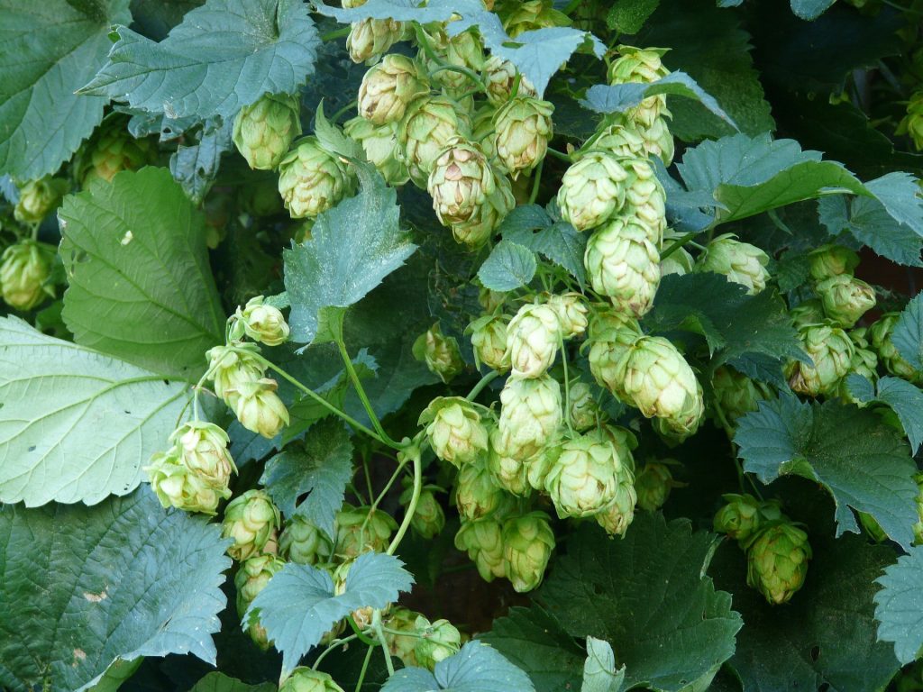 hop production