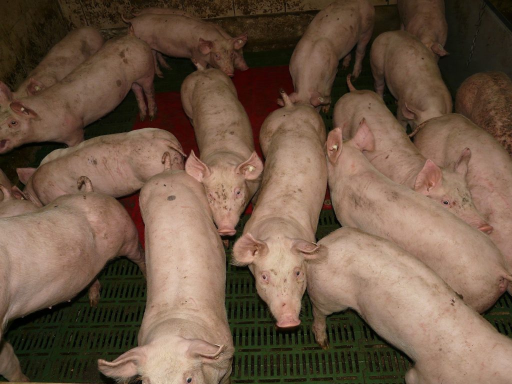 pork industry
