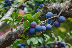 California prune industry