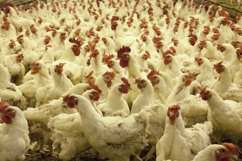 poultry