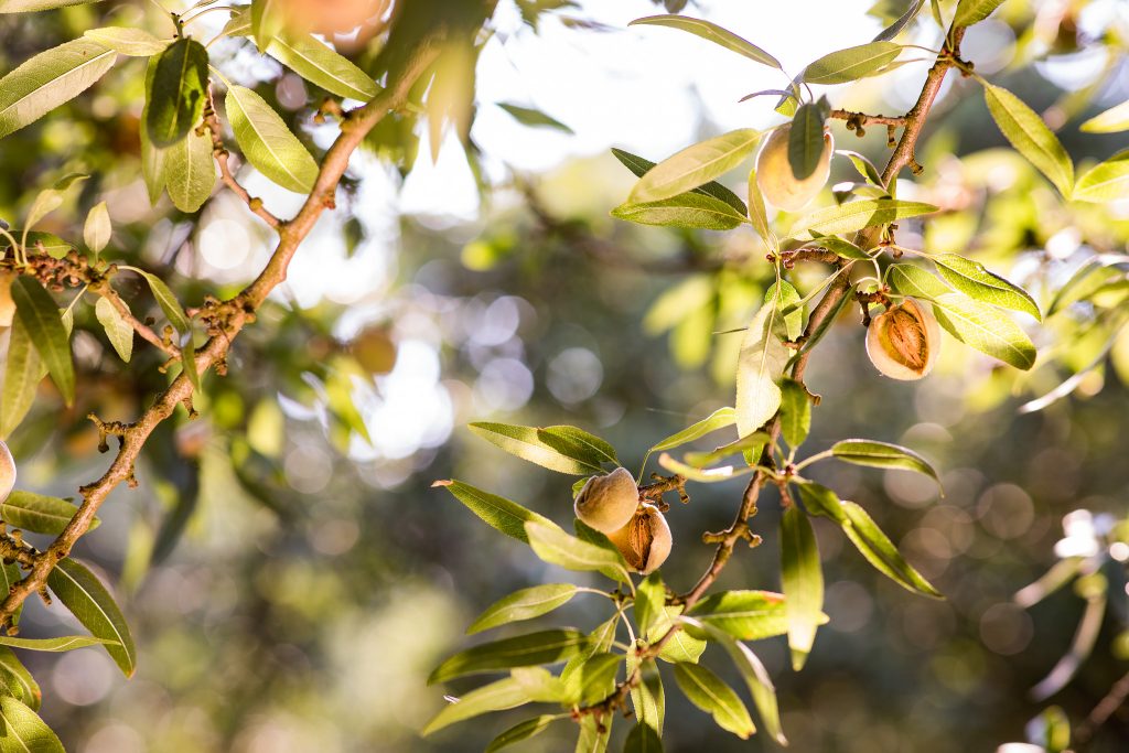 Tree Nut