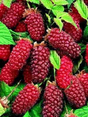 favorite berries