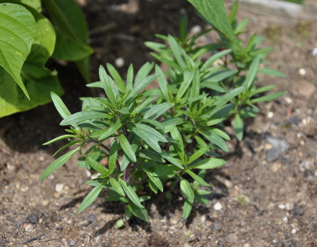 herb
