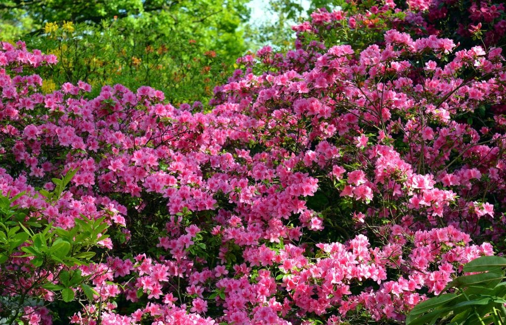 flowering bushes