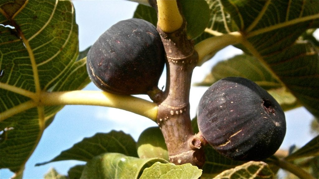 harvest homegrown figs