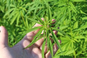 California hemp industry