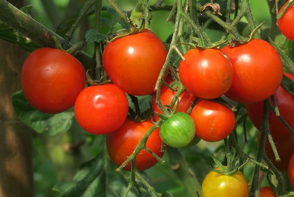 tomatoes