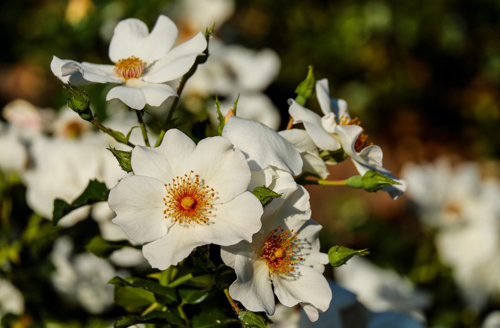 wild plants