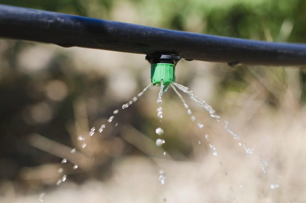watering plants