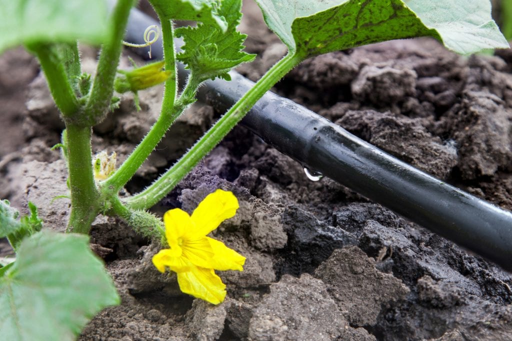 watering plants