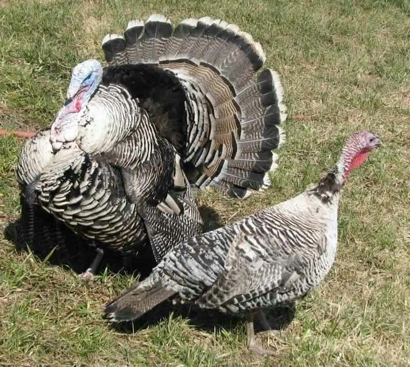 turkey varieties