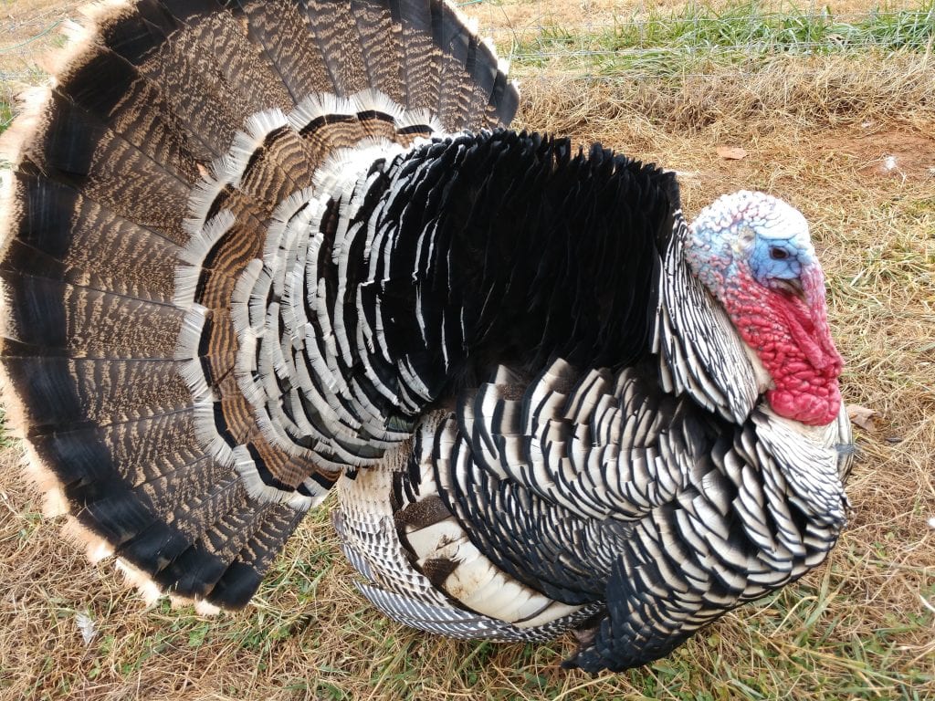 turkey variety