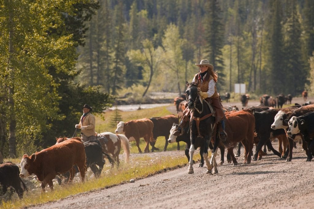 ranch income