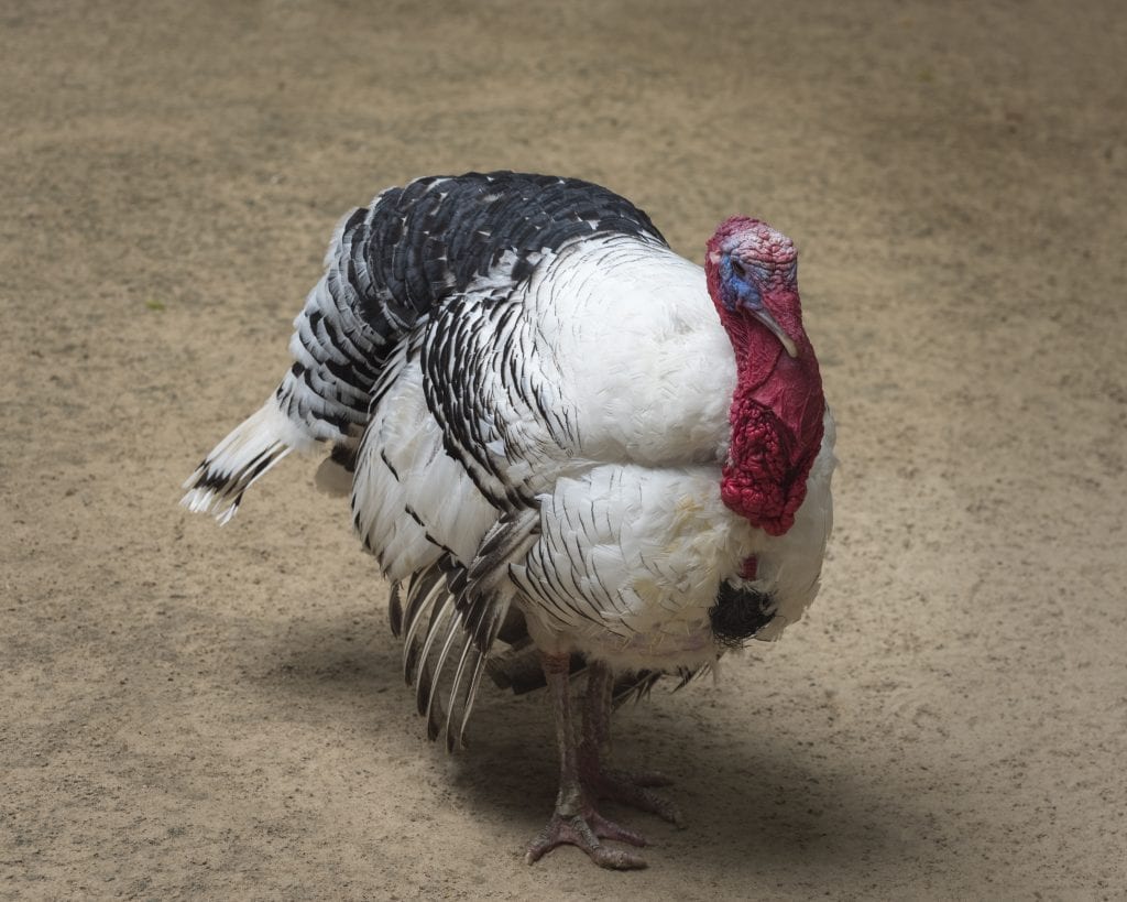 royal palm turkeys