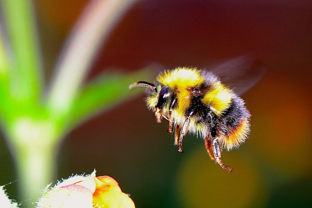 bumblebee