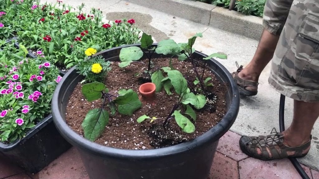 garden