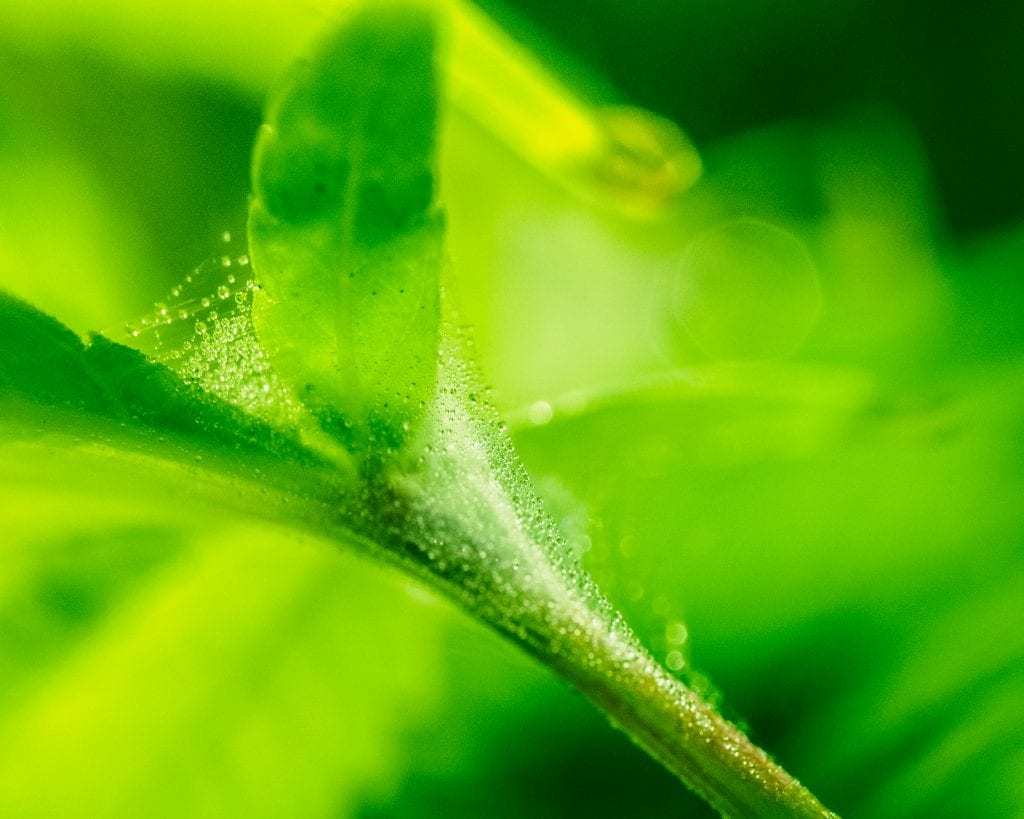 plants