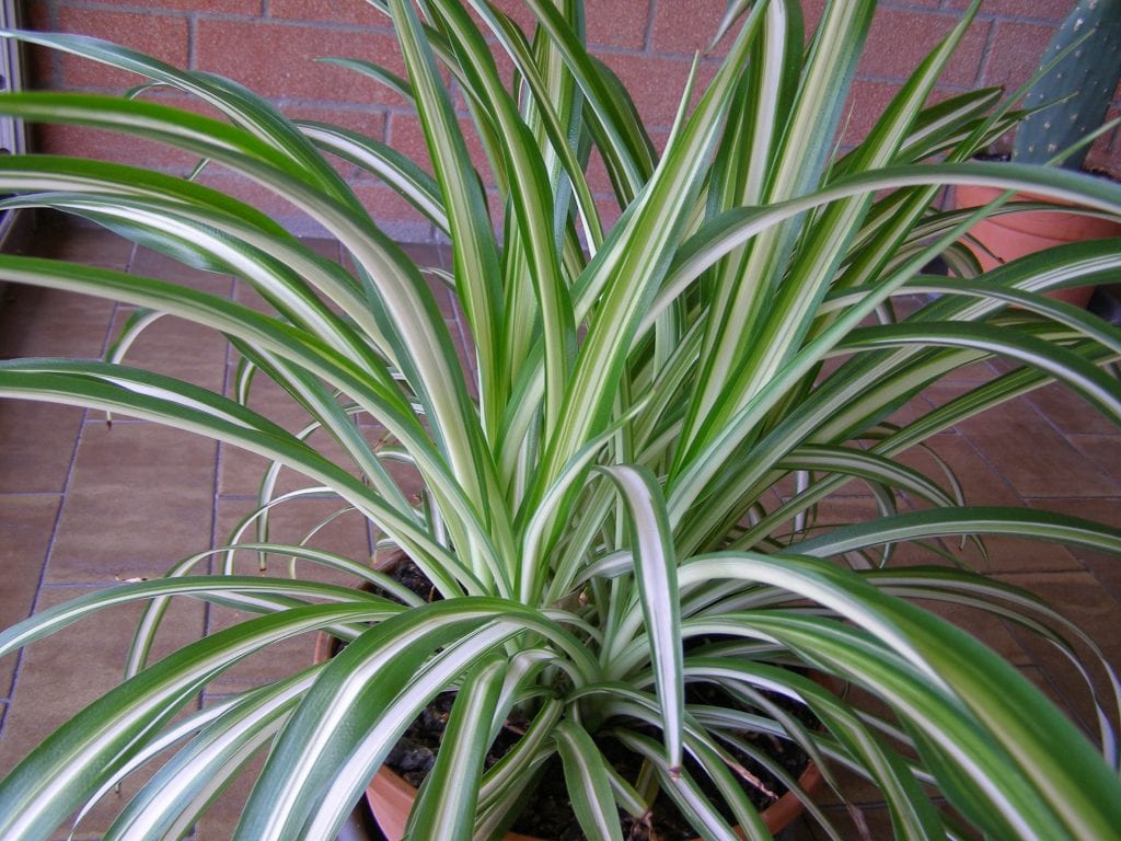 house plant