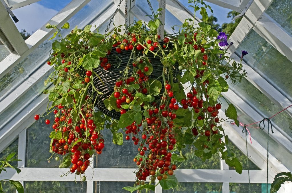 growing tomatoes