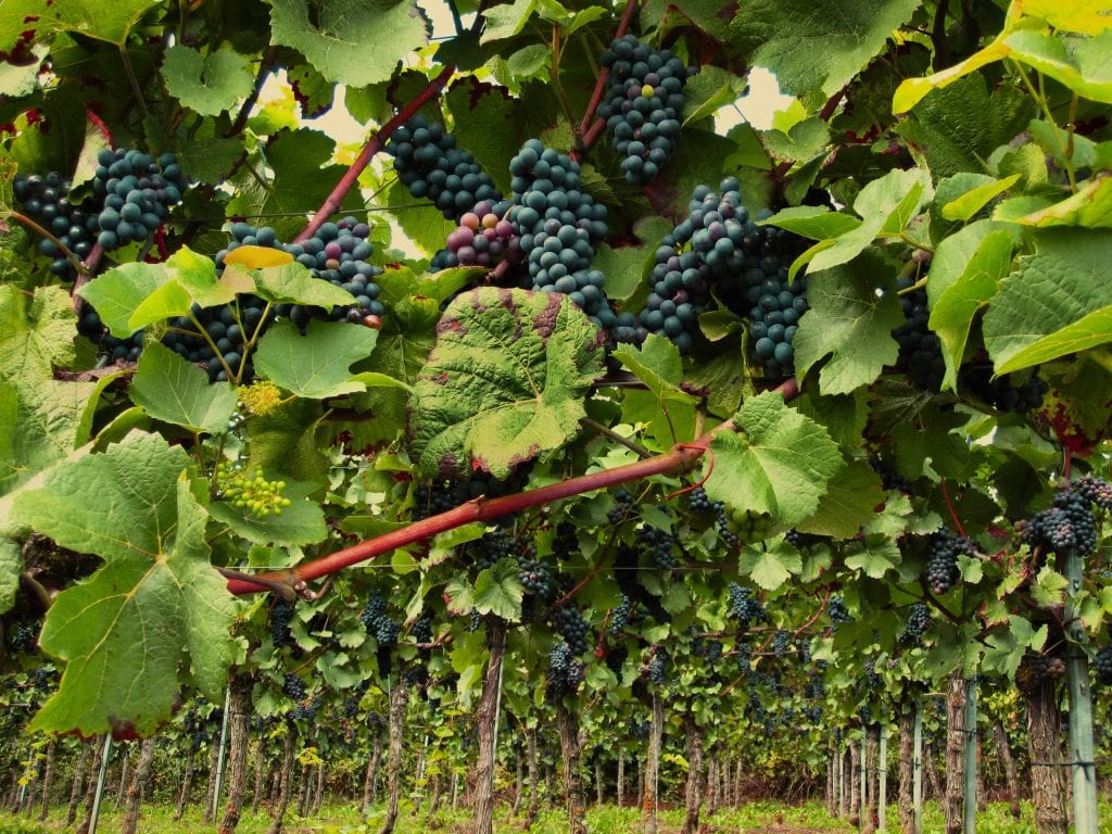 winegrape