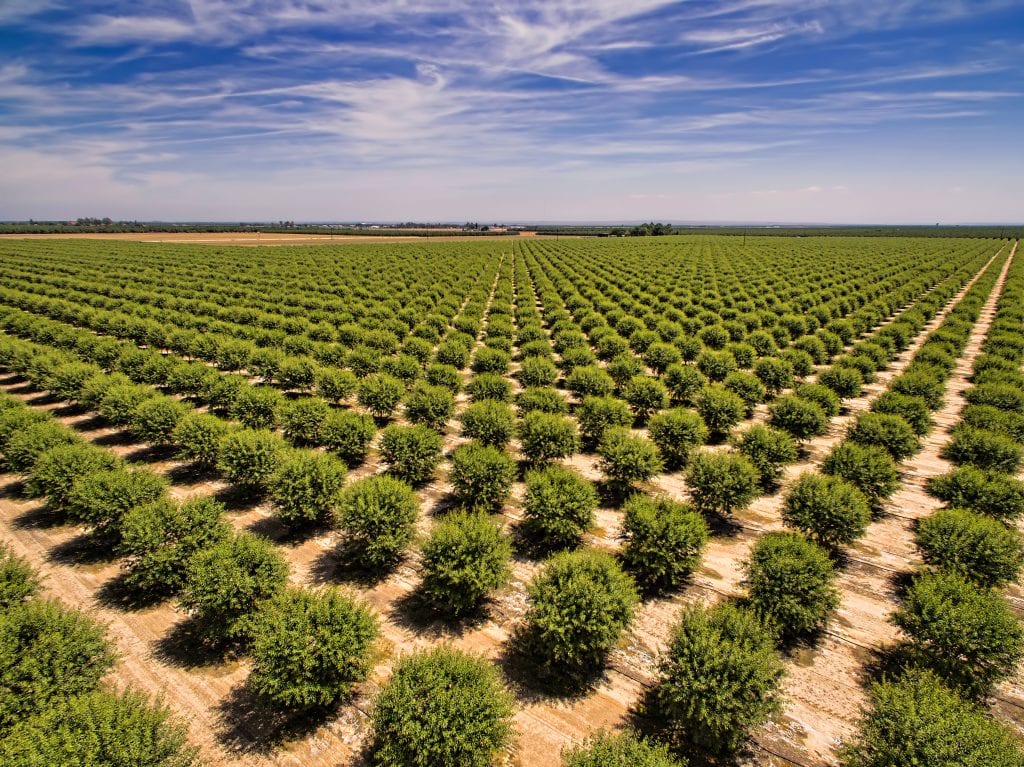 Almond Acres in California Saw Another Increase in 2019