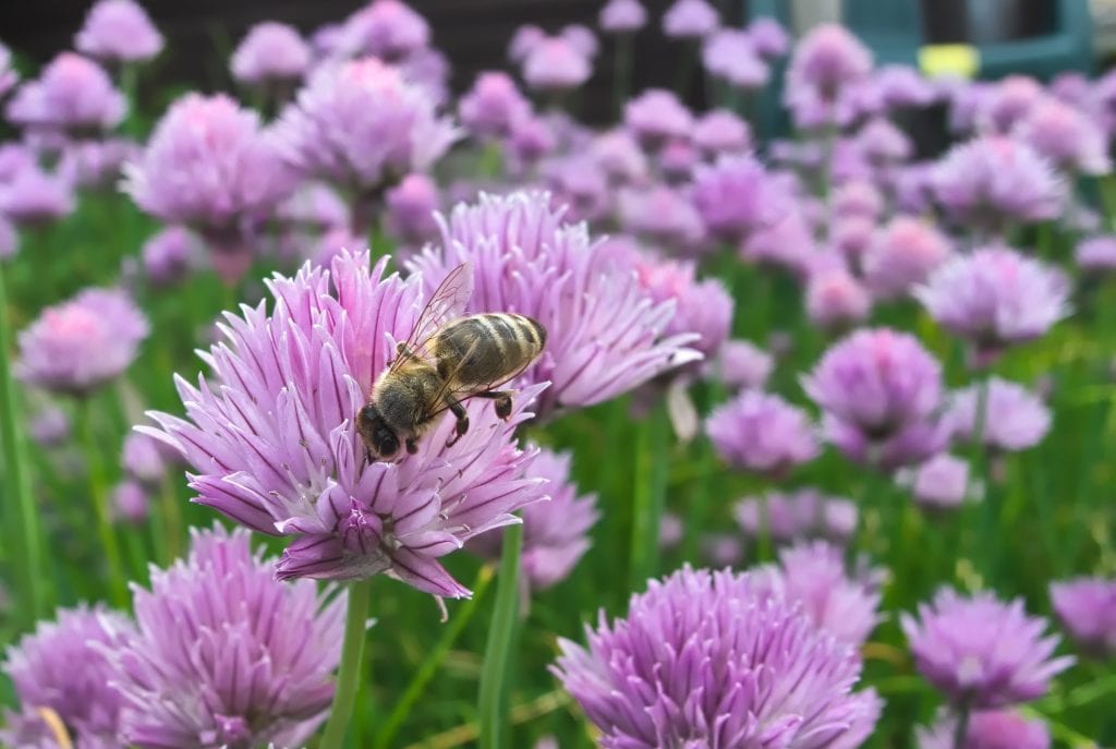 bee
