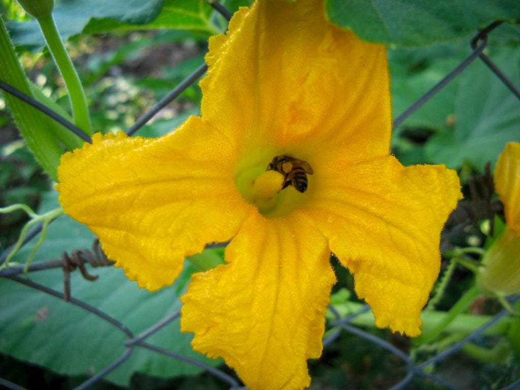 bee