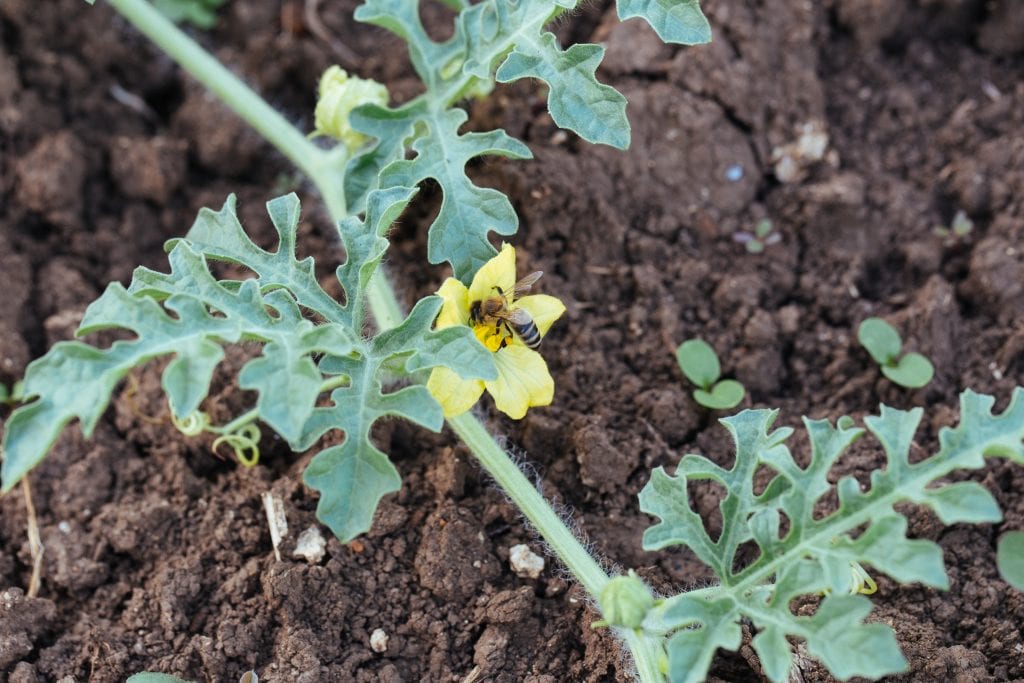 bee